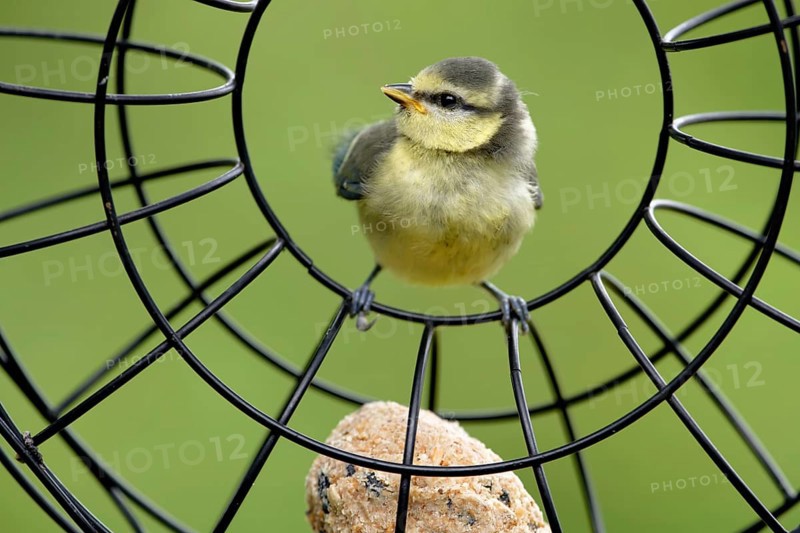 Juvenile blue tit at the feeding ring