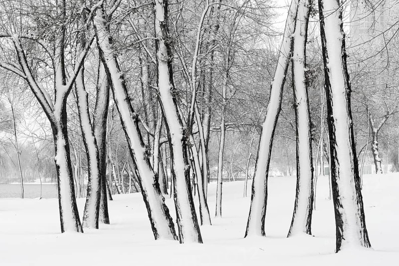Trees in the Natalka park, close to the Dnieper river in Kiev, Ukraine. One side of the trees is covered by snow, while the other part stays untouched