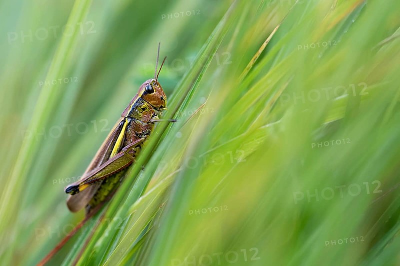 Large marsh grasshopper (Stethophyma grossum), sitting on blade of grass, Murnauer moss nature reserve, Bavaria, Germany