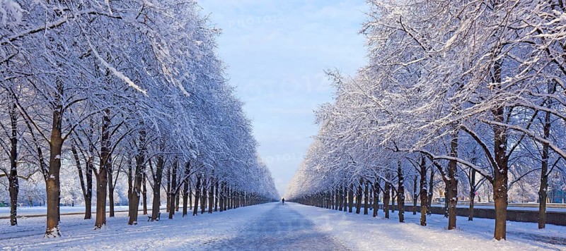 Snow-covered avenue in Herrenhausen, Hanover, Lower Saxony, Germany