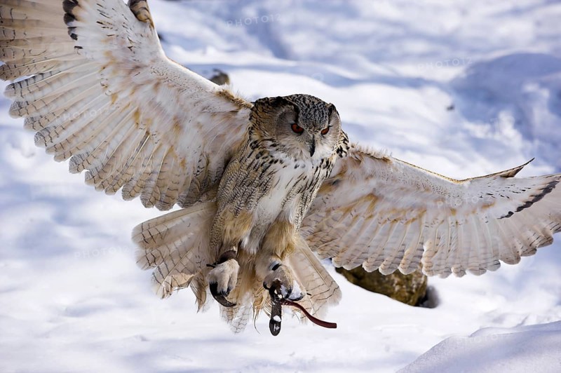 Eurasian eagle-owl (Bubo bubo), Europe, middle-Europe, Europa, Mitteleuropa