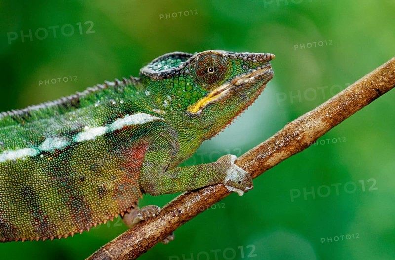 Willsi Canopy Chameleon (Furcifer willsii) (Chamaeleo willsii), side, Madagascar