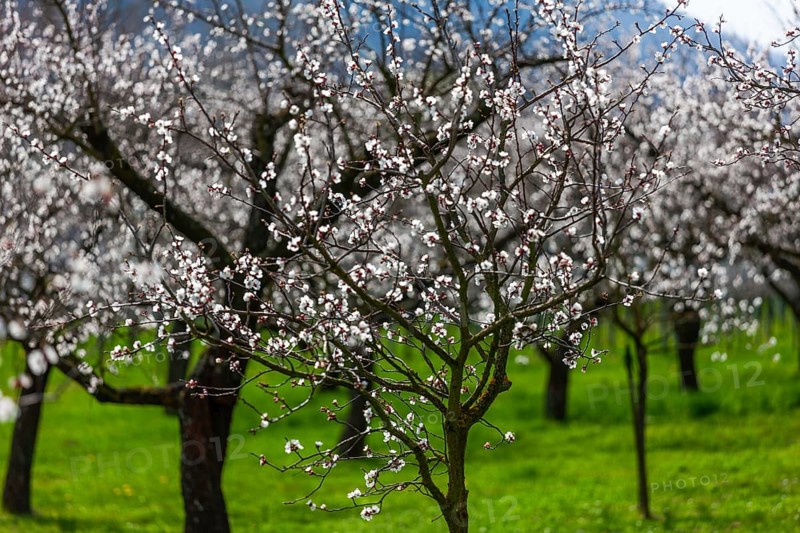 Apricot trees (Prunus armeniaca) in bloom, Wachau, Austria's largest apricot-growing region, Lower Austria, Austria