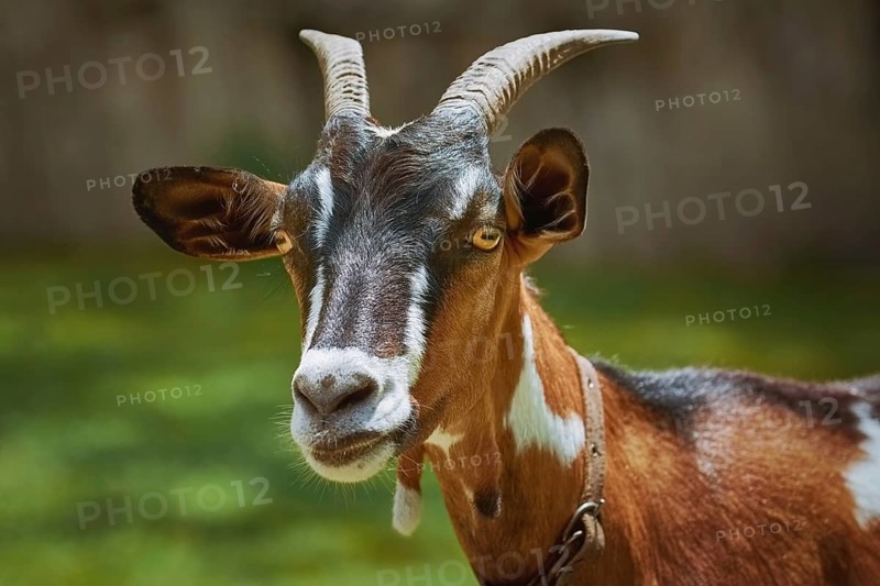 Portrait of Nanny Goat against the Dark Background Devnja, Bulgaria
