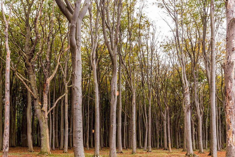 Haunted forest