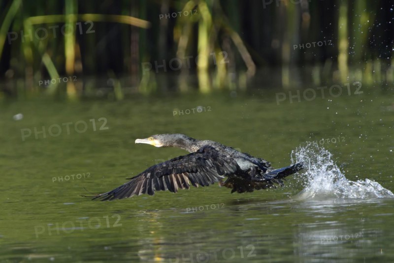 Cormorant in the Upper Lusatian pond area, Phalacrocorax carbo, Great Cormorant