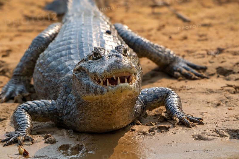 Caiman (Caimaninae), Alligator (Alligatoridae), Crocodile (Crocodylia), frontal, close-up, eye contact, Pantanal, inland, wetland, UNESCO Biosphere Reserve, World Heritage Site, wetland, Mato Grosso, Brazil