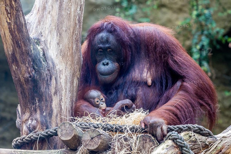 Orangutan