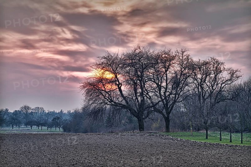 Field and trees at sunset with violet skies, Baden, Germany