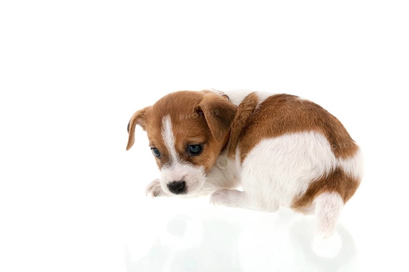 Six weeks old Jack Russel puppy dog isolated over white background