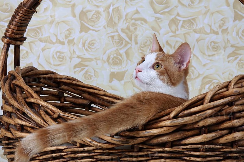 Domestic cat, coat colour dark red-white, in basket, Felis silvestris forma catus, Domestic-cat, red-white, basket