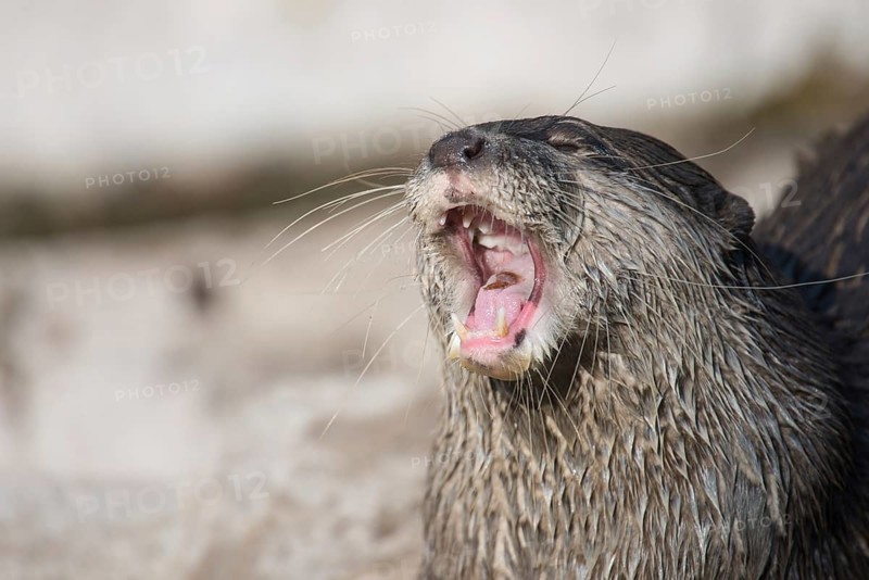 Asian small-clawed otter, Amblonyx cinerea gaping