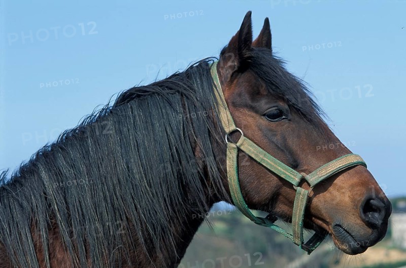 Close-up of a brown horse with a green horse harness against a blue sky