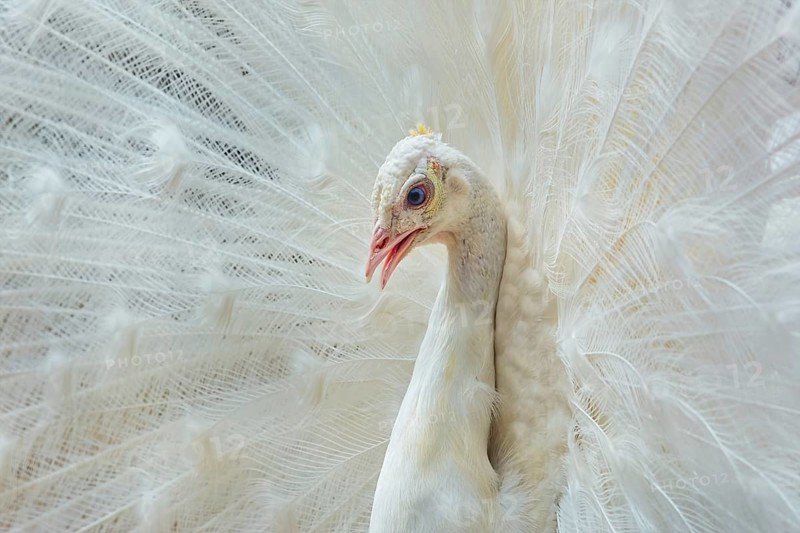 Close up Portrait of White Peacock Varna, Bulgaria