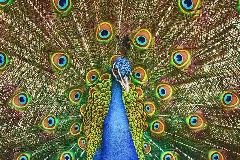 Portrait Of The Peacock During Courtship Display Varna, Bulgaria