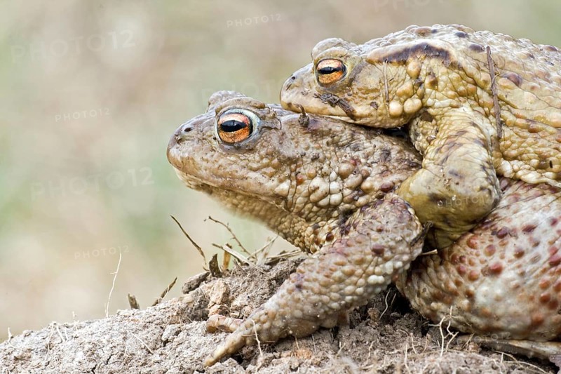 Common toad (Bufo bufo)