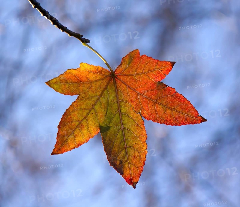 Fall colour of American Sweet Gum leaf in autumn, backlit by sun