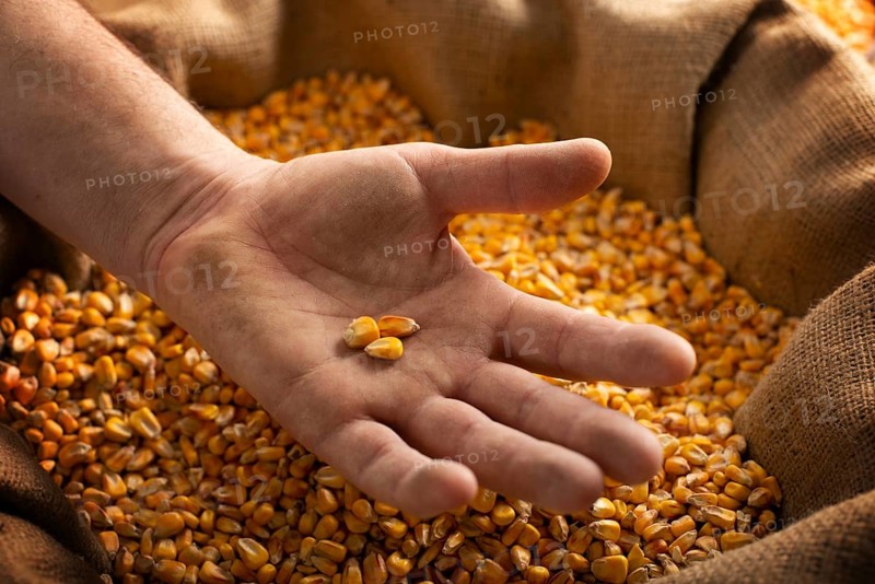 Caucasian male showing maize corns in his hands from over burlap sack