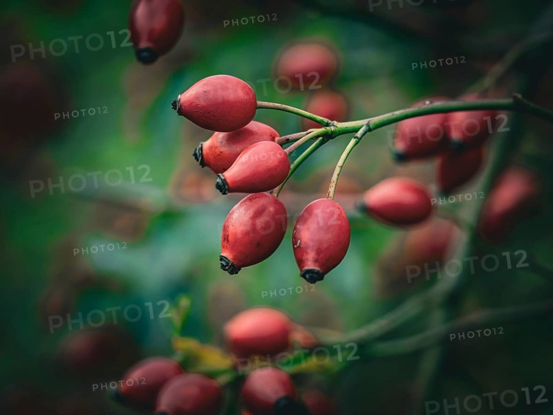 Rosehips