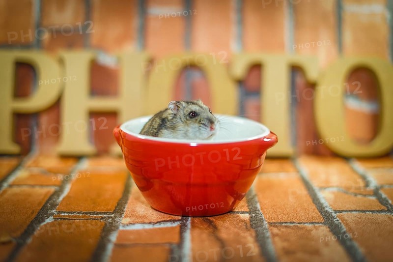 Djungarian hamster image. Shooting Location: Yokohama-city kanagawa prefecture