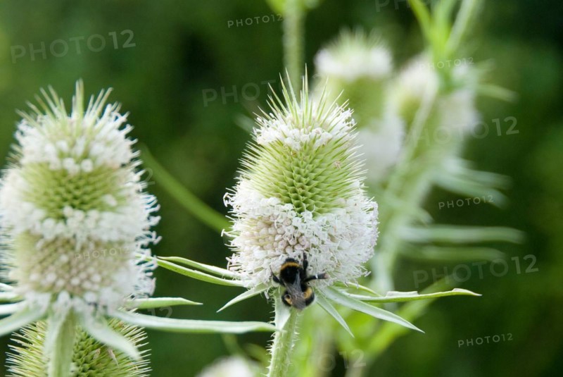 Wild teasel (Dipsacus sylvestris), Nieklitz, 81