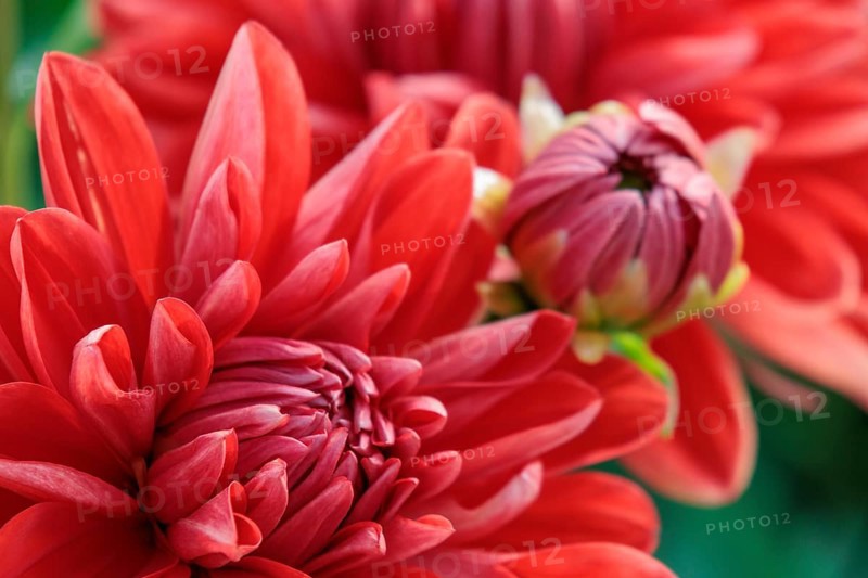 Detailed close-up of red dahlia flowers with green leaves, legden, Münsterland, germany