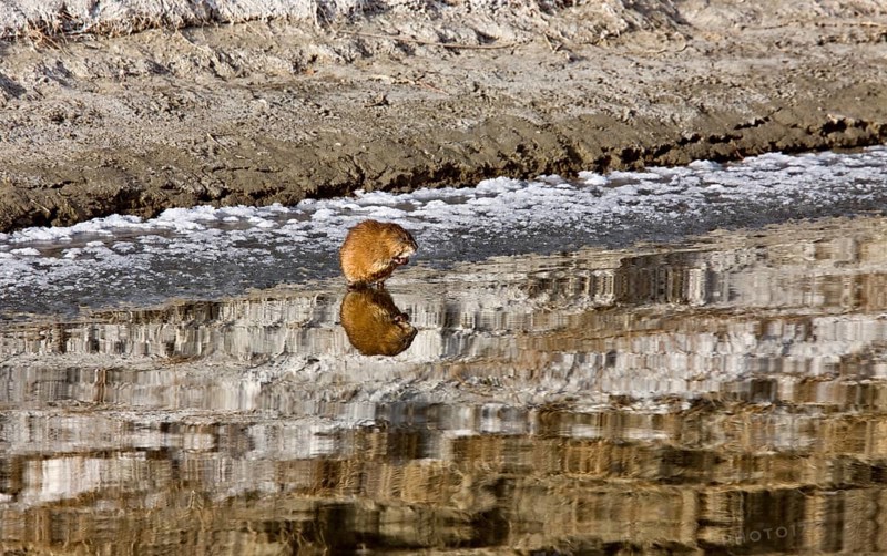 Musk Rat on Northern River sunset Saskatchewan Canada