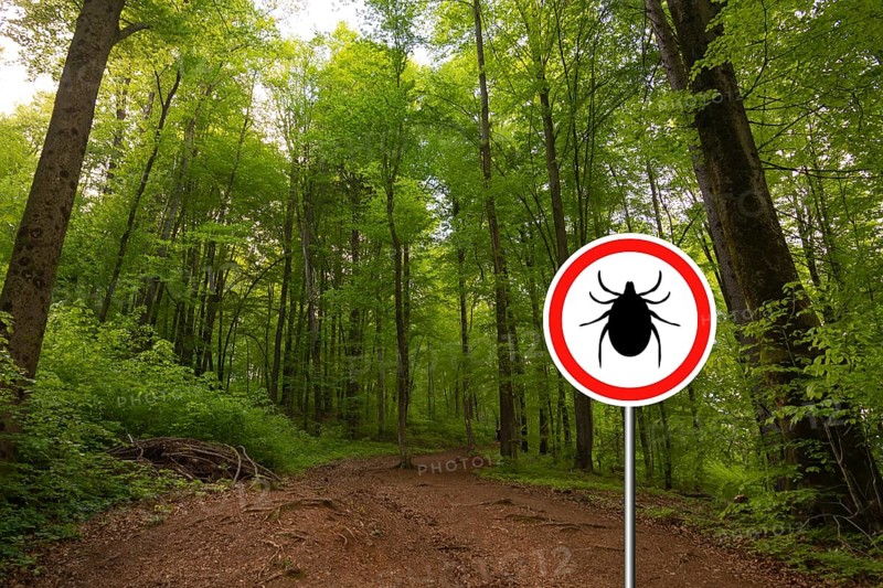 Tick insect warning sign in nature forest. Lyme disease and tick-borne meningoencephalitis transmitter