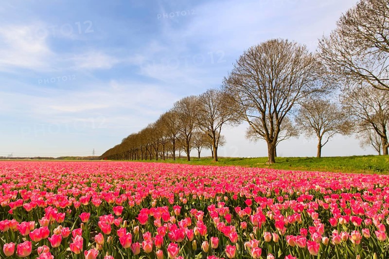Fields full of pink tulips in Dutch Flevopolder