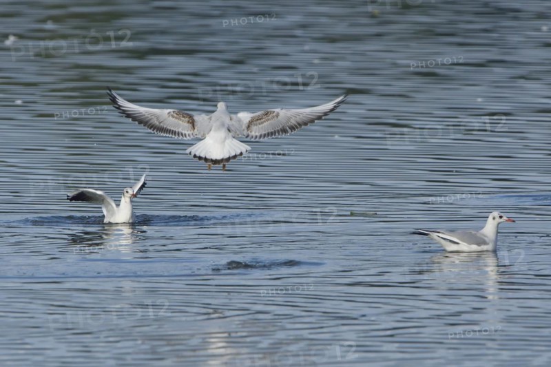 Black-headed Black-headed Gull (Chroicocephalus ridibundus) fishing, Black-headed Gull (Chroicocephalus ridibundus)