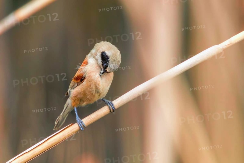 Eurasian Penduline Tit Sitting on Reed (Remiz pendulinus)