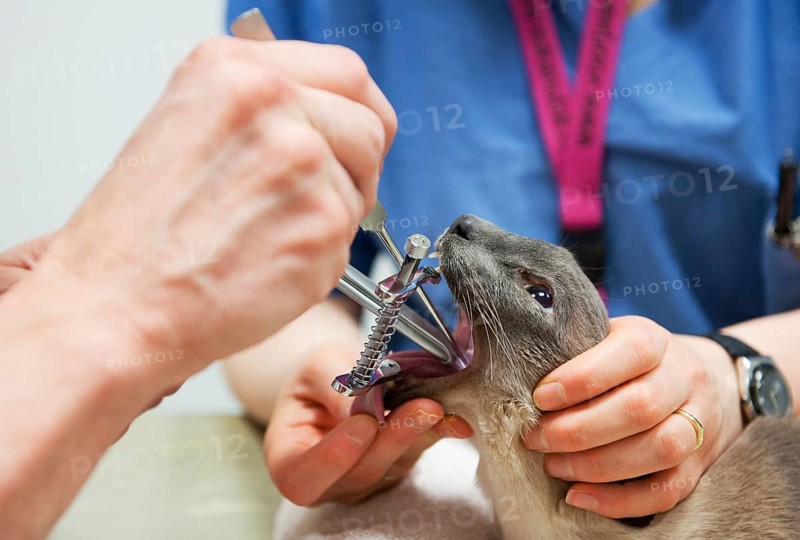 Cat by the veterinarian