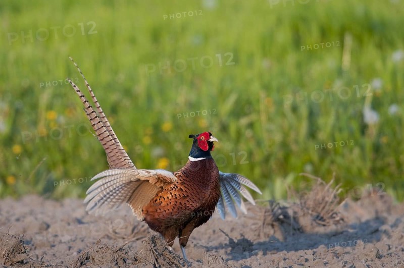 Male pheasant (Phasianus colchicus)