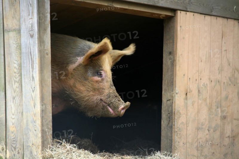 Acorn pig