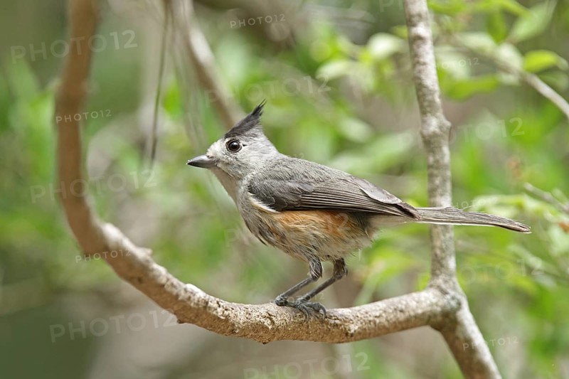 Black crested tit (Baeolophus atricristatus)