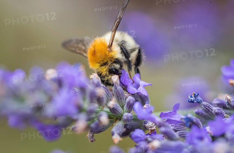 Field bumblebee on lavender (Bombus pascuorum)