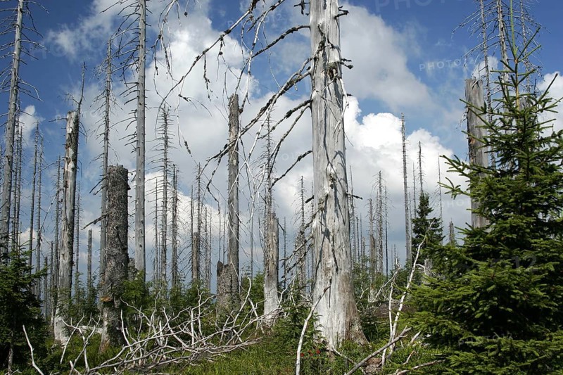 Forest dieback on the Lusen