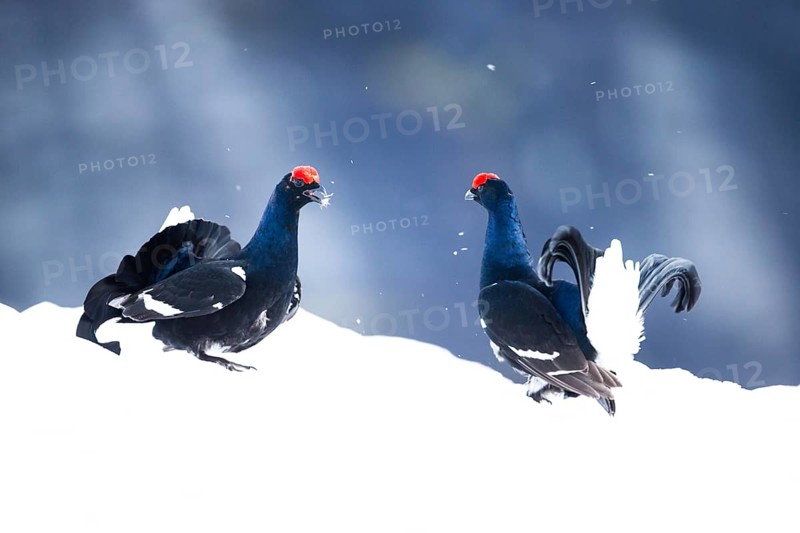 Black grouse (Lyrurus tetrix)