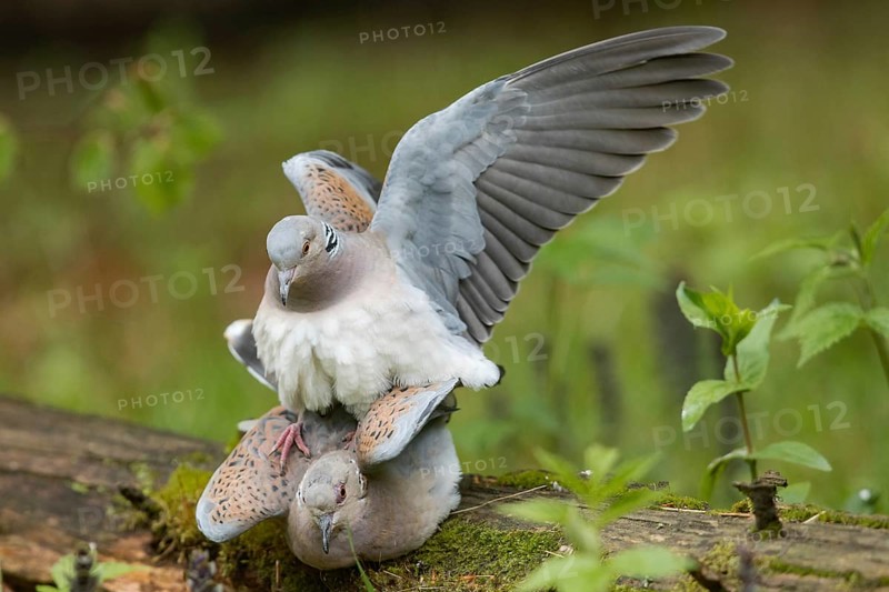 Turtle dove (Streptopelia turtur)