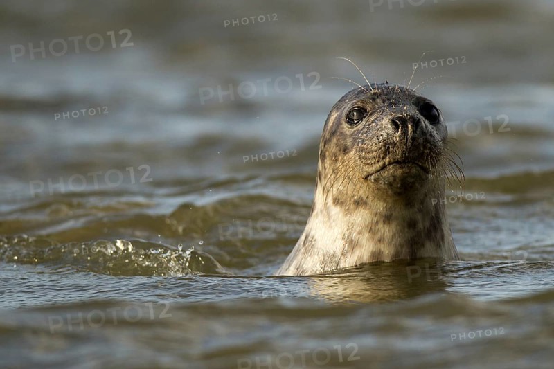 Harbour seal