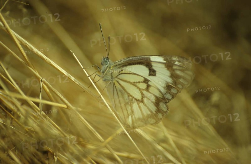 Kenya white butterfly (Pieridae)