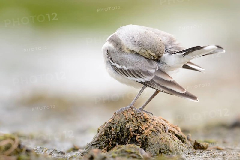 Young white wagtail on the lakeshore (Motacilla alba)