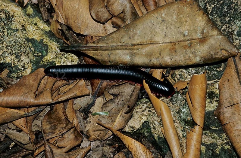 African millipede (Diplopoda)