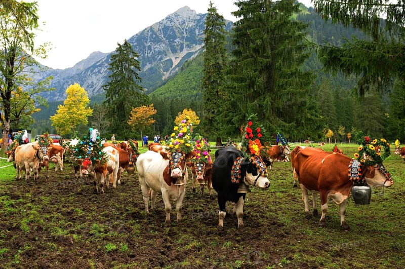 Austria: Cattle farmer and cows walking downhill, going home before winter time
