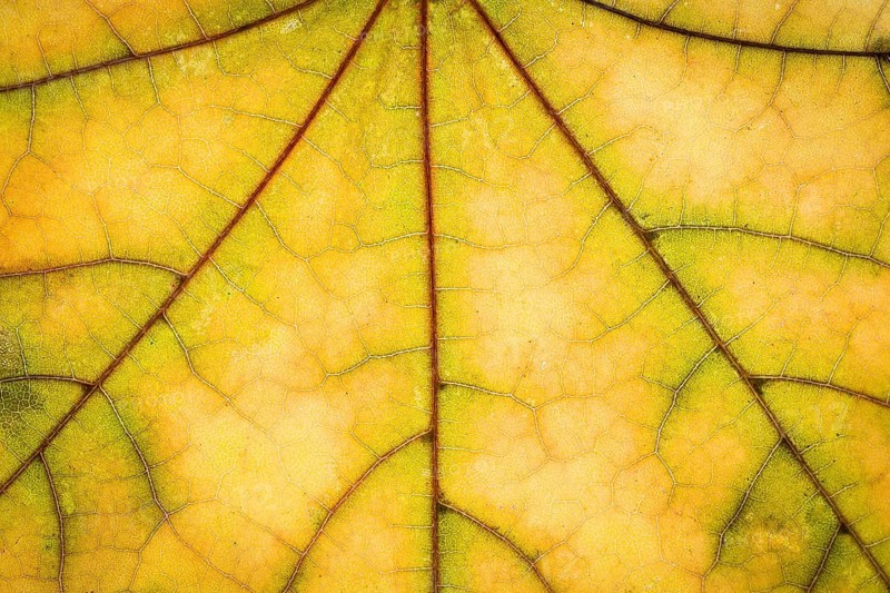 Yellow maple autumn leaf texture