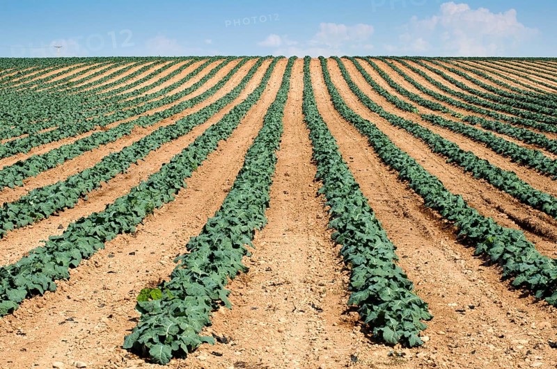 Cabbage plantation. Cabbage arranged in rows, clean soil