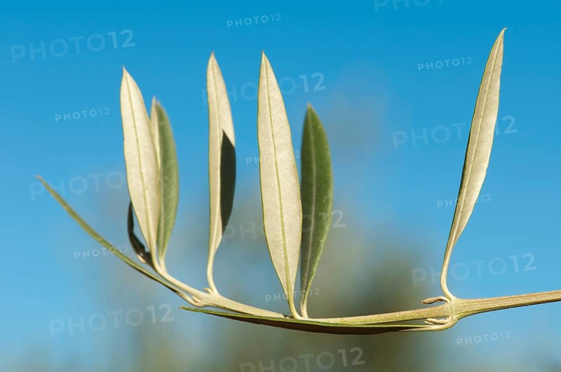 Olive branch without olives. Blue sky background