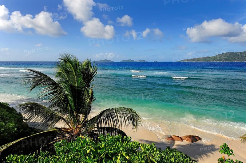 Palm tree on Anse Gaulettes beach, La Digue Island, the Seychelles, Indian Ocean