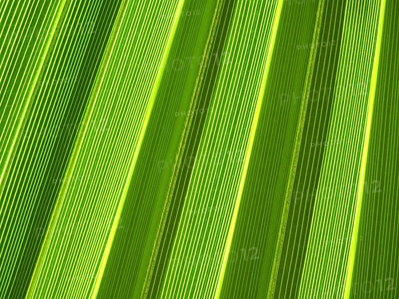 Macro of tropical palm leaf