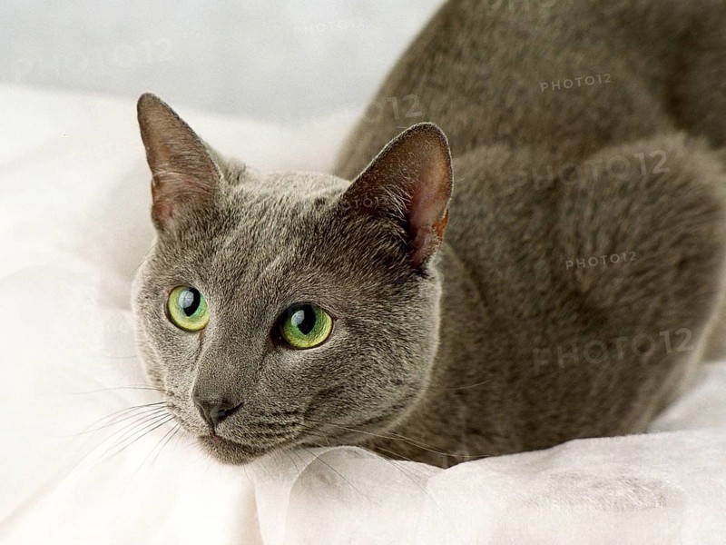 RUSSIAN, BLUE, RUSSIAN, LYING, ATTENTIVE